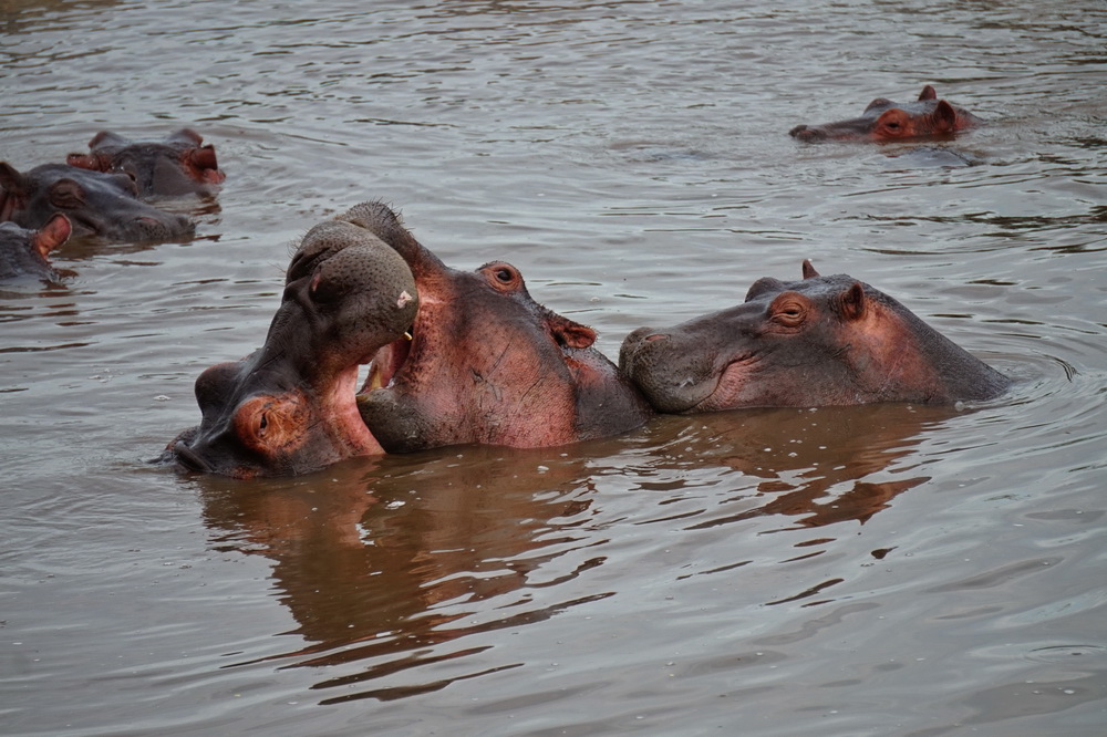 Заповідні парки та європейська культура: Африка, яку не показують туристам