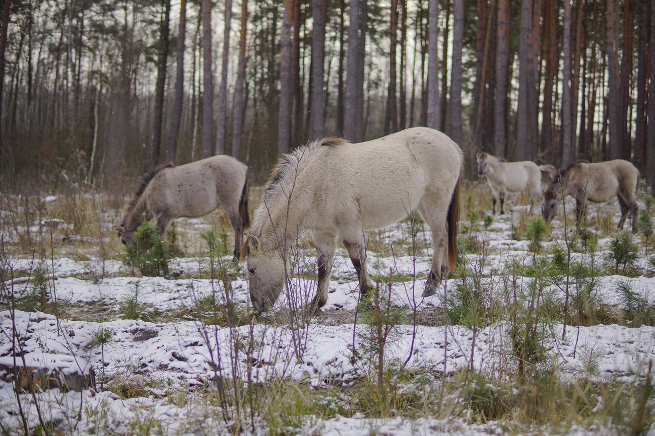 Парк природи та милі тварини: кращі локації для зимових подорожей з дітьми