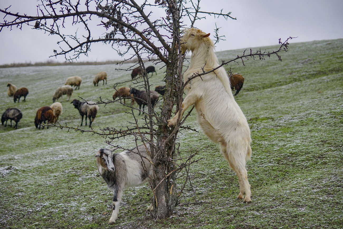 Парк природи та милі тварини: кращі локації для зимових подорожей з дітьми