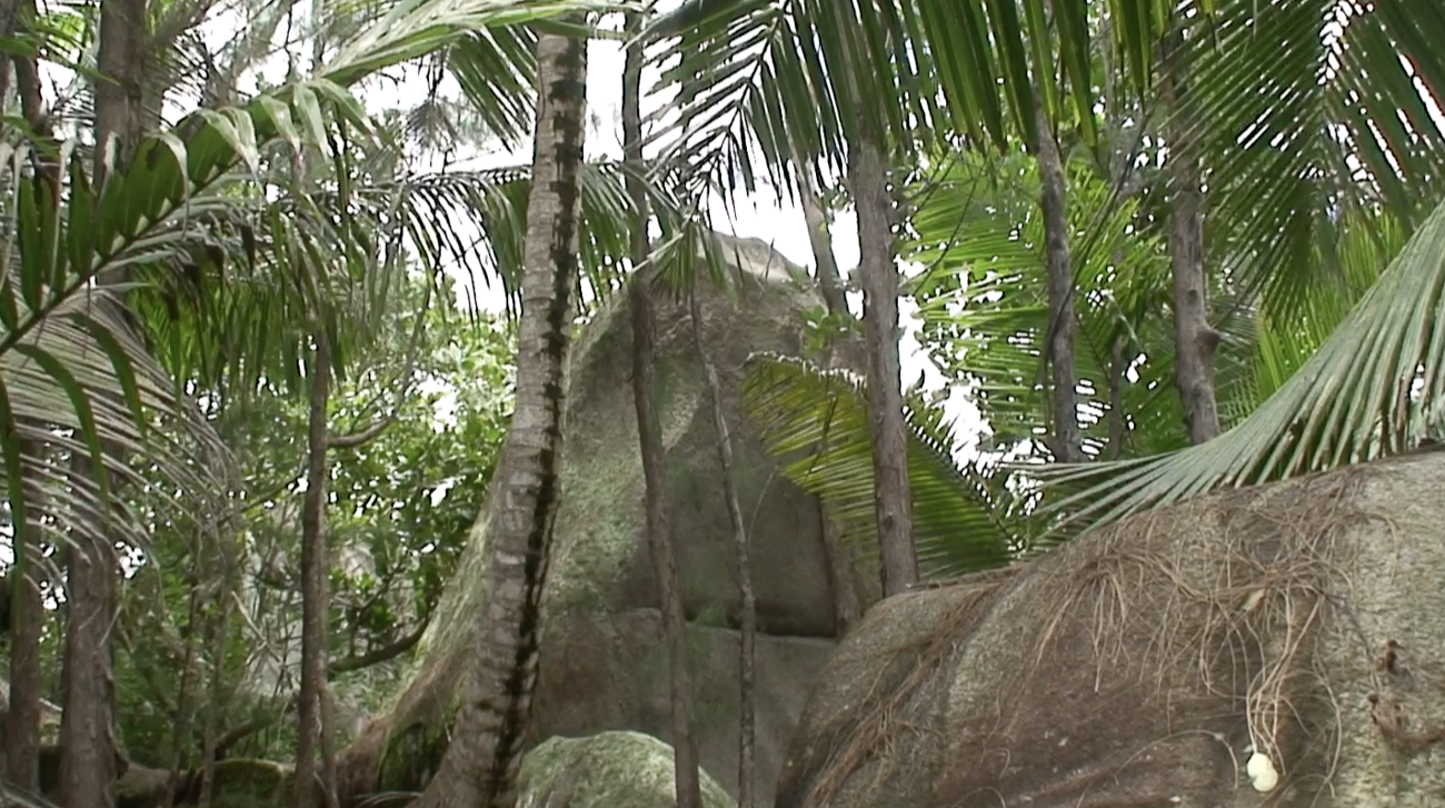 Осуществить мечту: как путешественник за бесценок купил живописный остров на Сейшелах