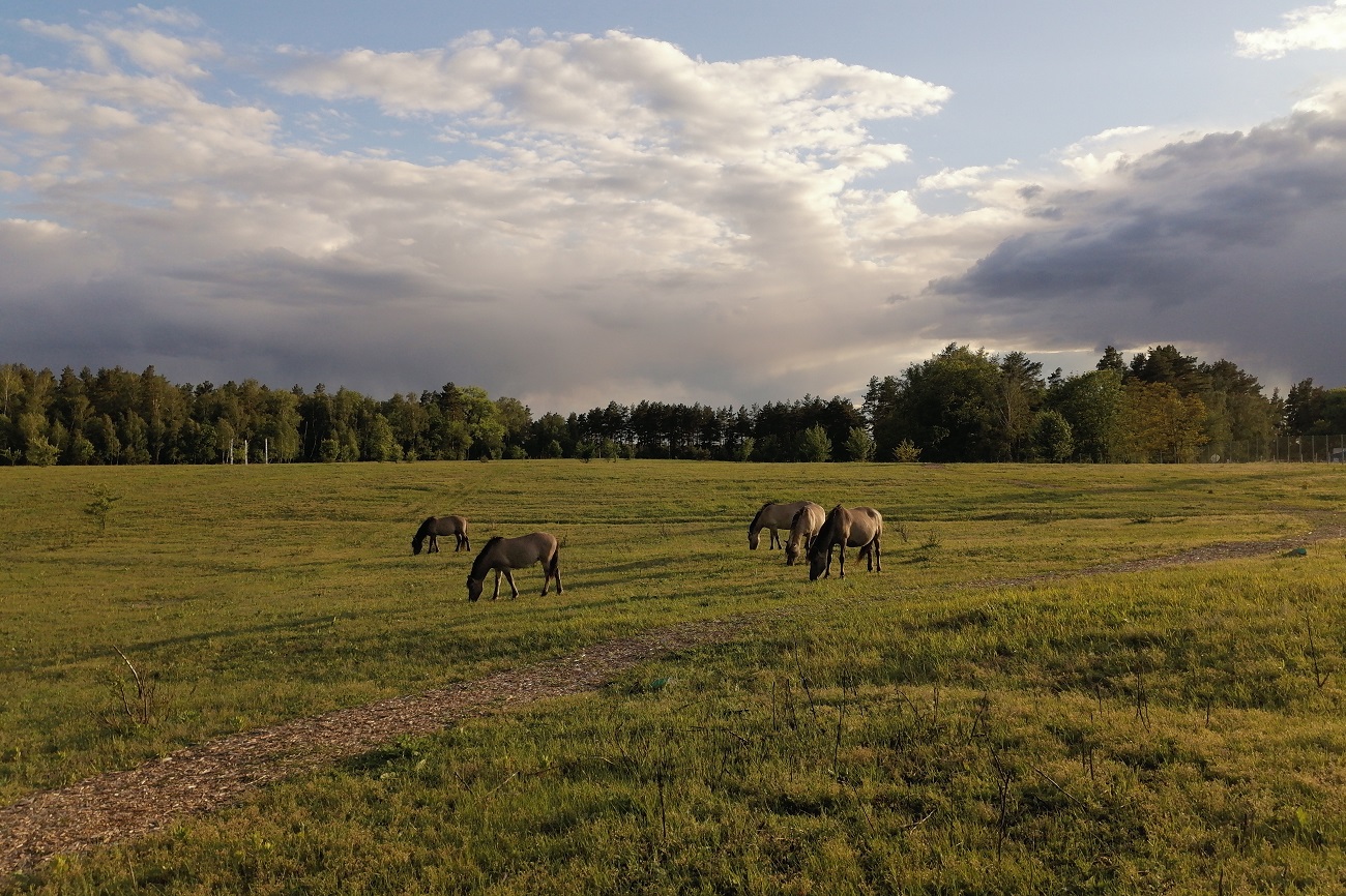 Когда закрыты музеи: как разнообразить уикенд, соблюдая карантин выходного дня