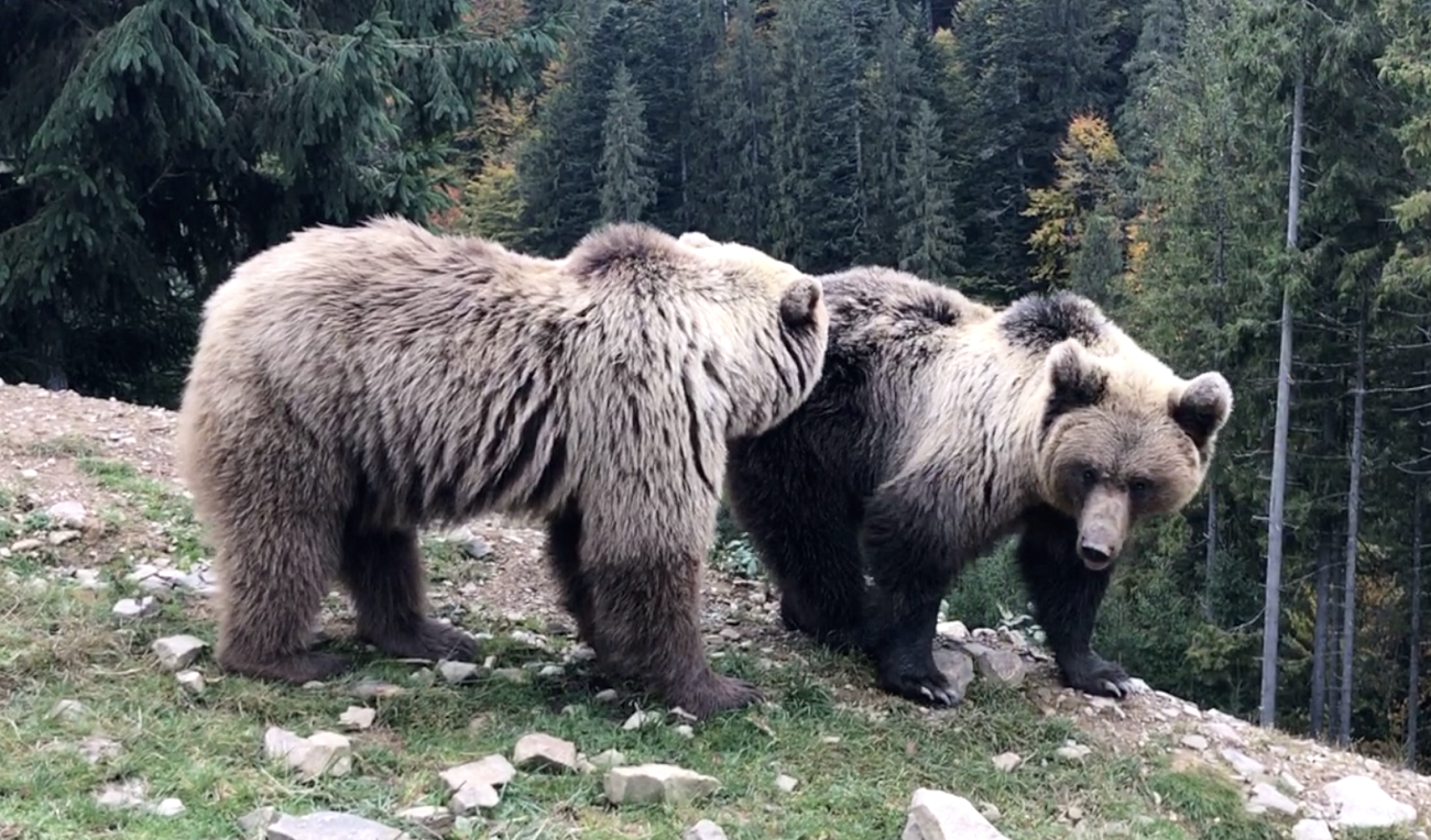 Озеро Синевир, водопад и курорт Пилипец: лучший маршрут для насыщенных выходных в Карпатах