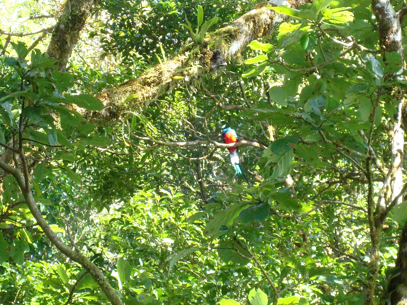 В гущавині тропічних лісів: як я побував в одному з найунікальніших природних парків світу