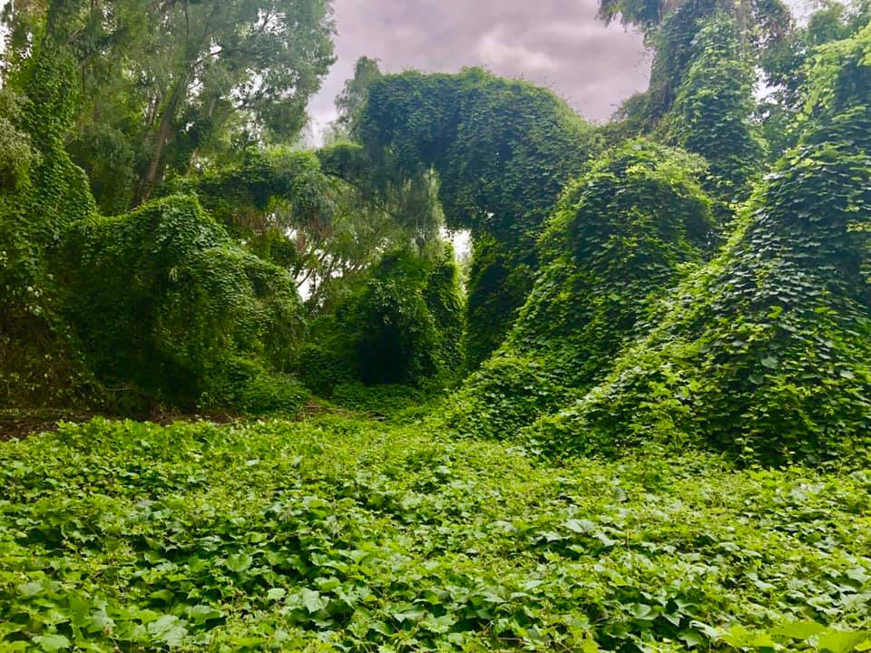 Алея сакур та "німецький" квартал: кращі ідеї для прогулянок на вихідних