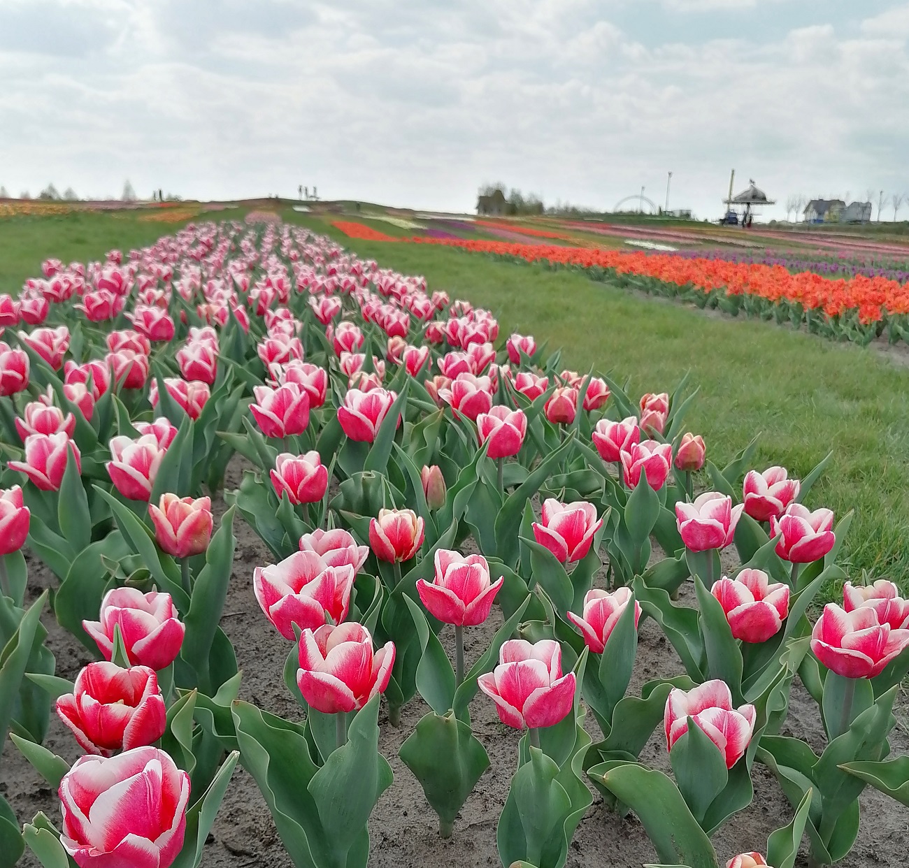 Встигніть побачити. Мальовничі квіткові поля України для травневого вікенду