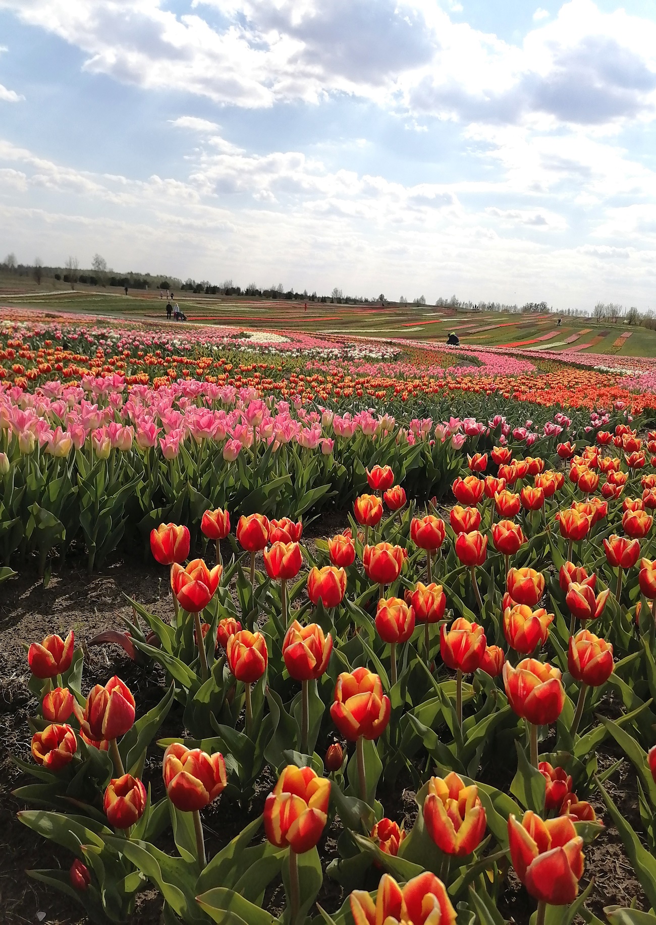 Встигніть побачити. Мальовничі квіткові поля України для травневого вікенду