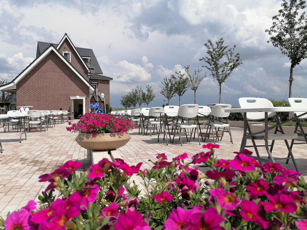 Лавандові поля, петунії та азалії: де побачити квіткову красу у мандрівці по Україні