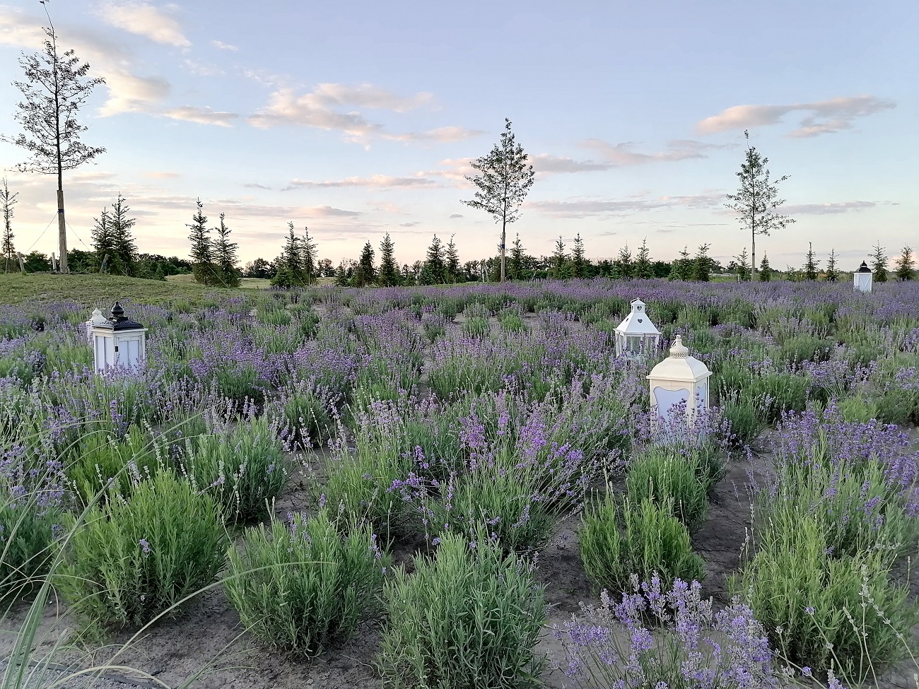 Лавандовые поля, петунии и азалии: где увидеть цветочную красоту в путешествии по Украине