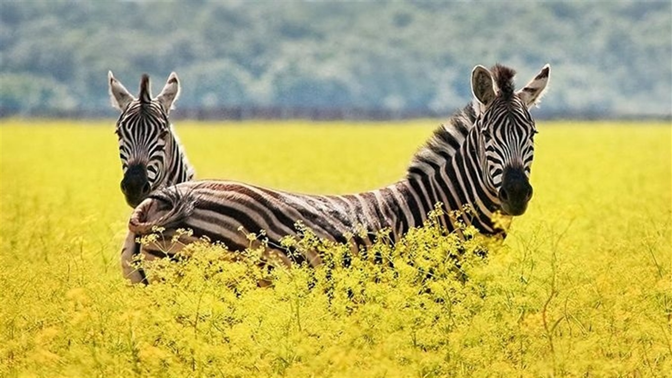 &quot;Душевых нет, дорога плохая&quot;: блогеры рассказали, как ездили к популярному Розовому озеру