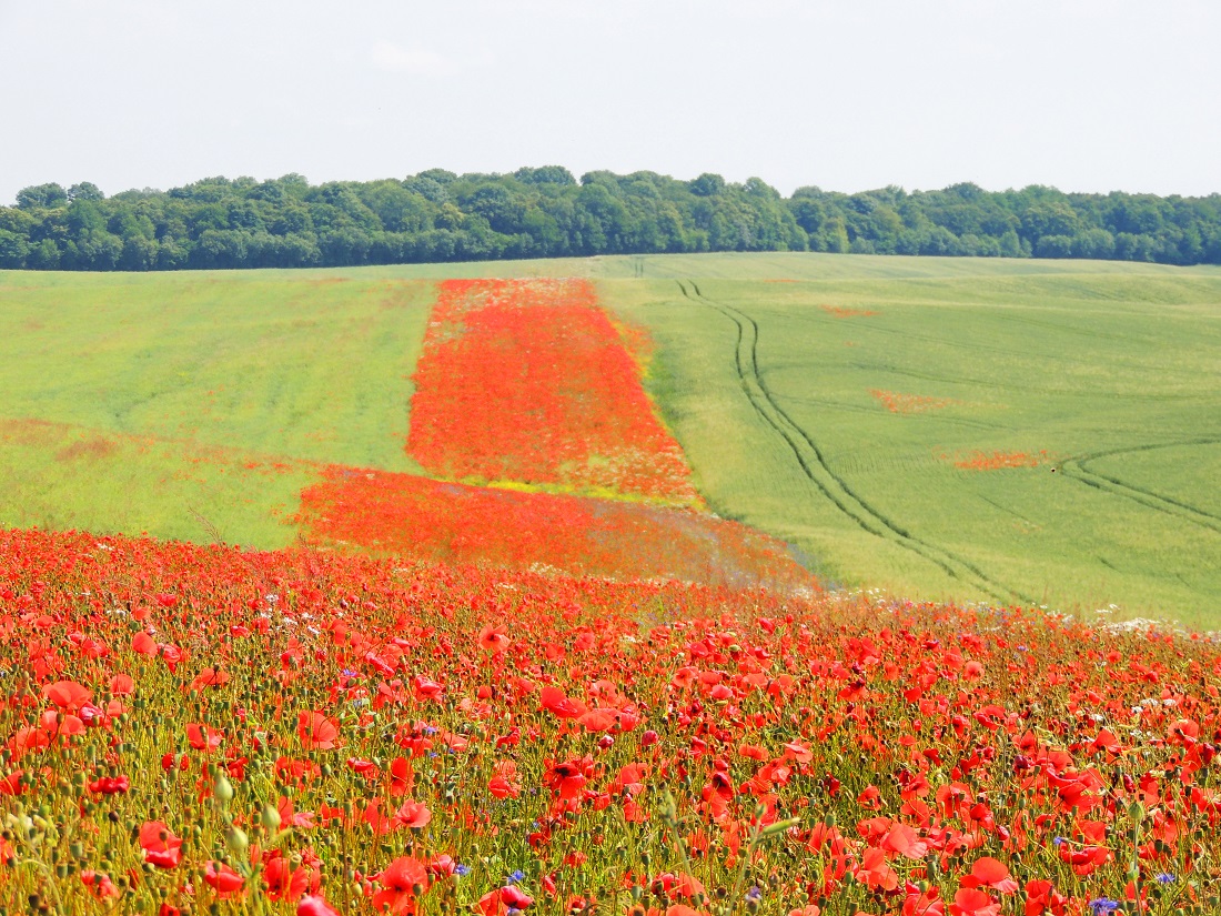 Лавандові поля, петунії та азалії: де побачити квіткову красу у мандрівці по Україні
