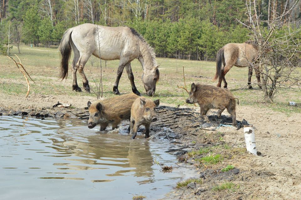 &quot;Невероятные впечатления&quot;: лучшие локации для фотосафари в Украине