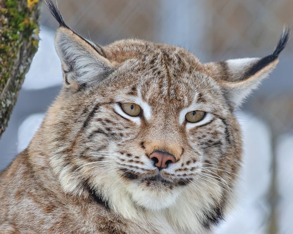 &quot;Невероятные впечатления&quot;: лучшие локации для фотосафари в Украине