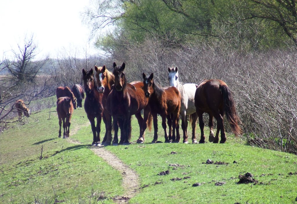 &quot;Невероятные впечатления&quot;: лучшие локации для фотосафари в Украине