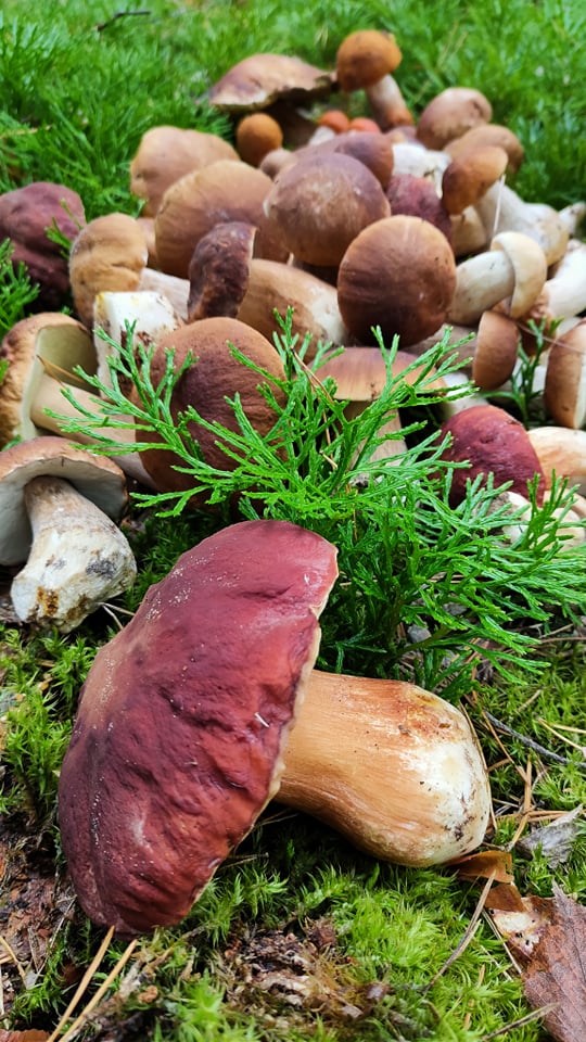 &quot;Как в сказке&quot;: лучшие локации для &quot;грибного&quot; уикенда неподалеку от Киева