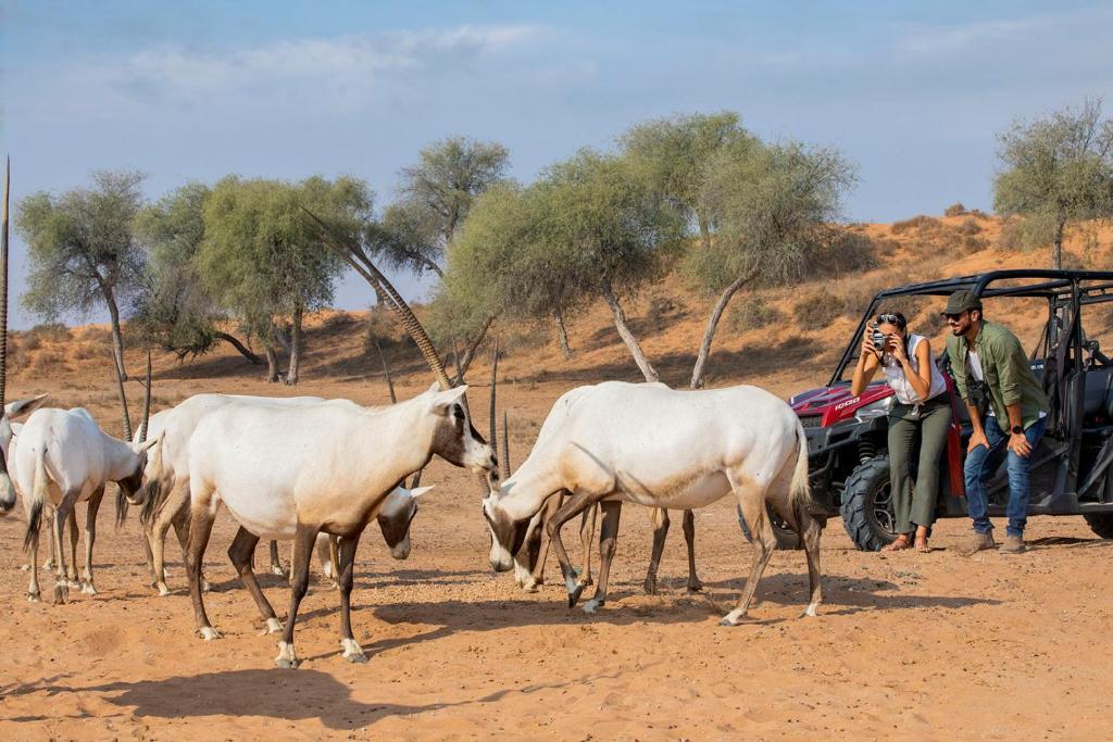 Пляжі, дюни і форти: чим дивує новий для українців курорт у Перській затоці
