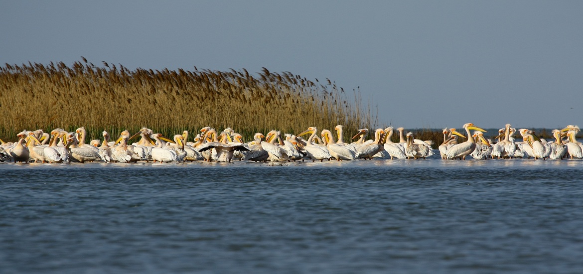 &quot;Невероятные впечатления&quot;: лучшие локации для фотосафари в Украине