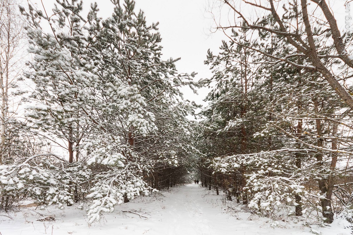 Тузлівські лимани та природа Міжрічинського. Як цікаво провести час у нацпарках взимку