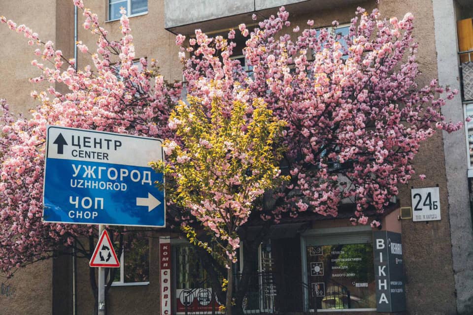 Терапія рожевими сакурами. В Ужгороді розцвіли тисячі японських вишень