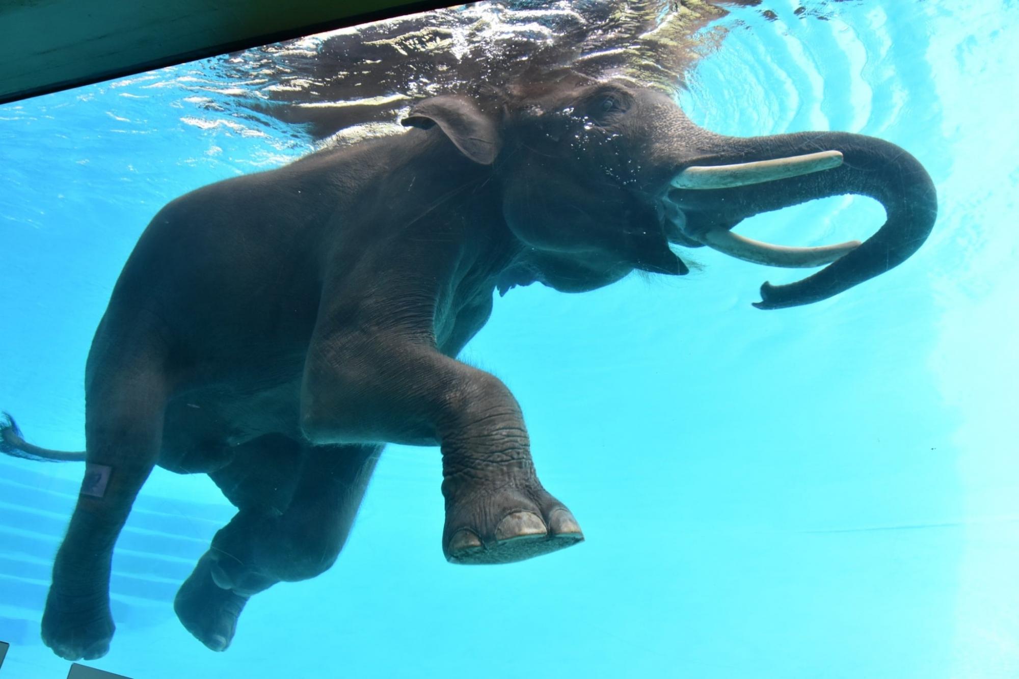 &quot;Спірне видовище&quot;. Що не так з використанням слонів для розваг туристів у Таїланді