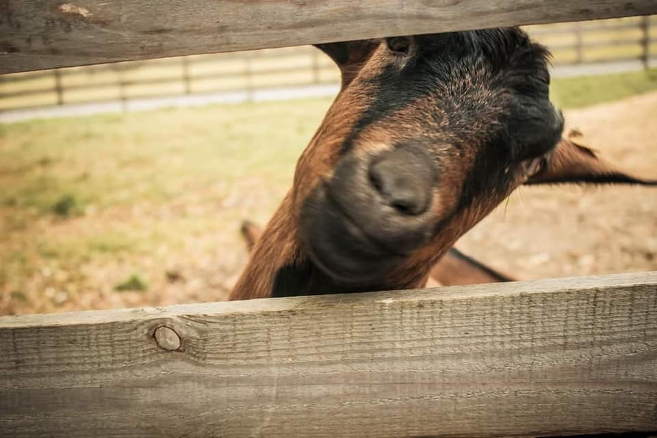 Холодноярські стежки. В Україні створять заповідник та нові туристичні маршрути