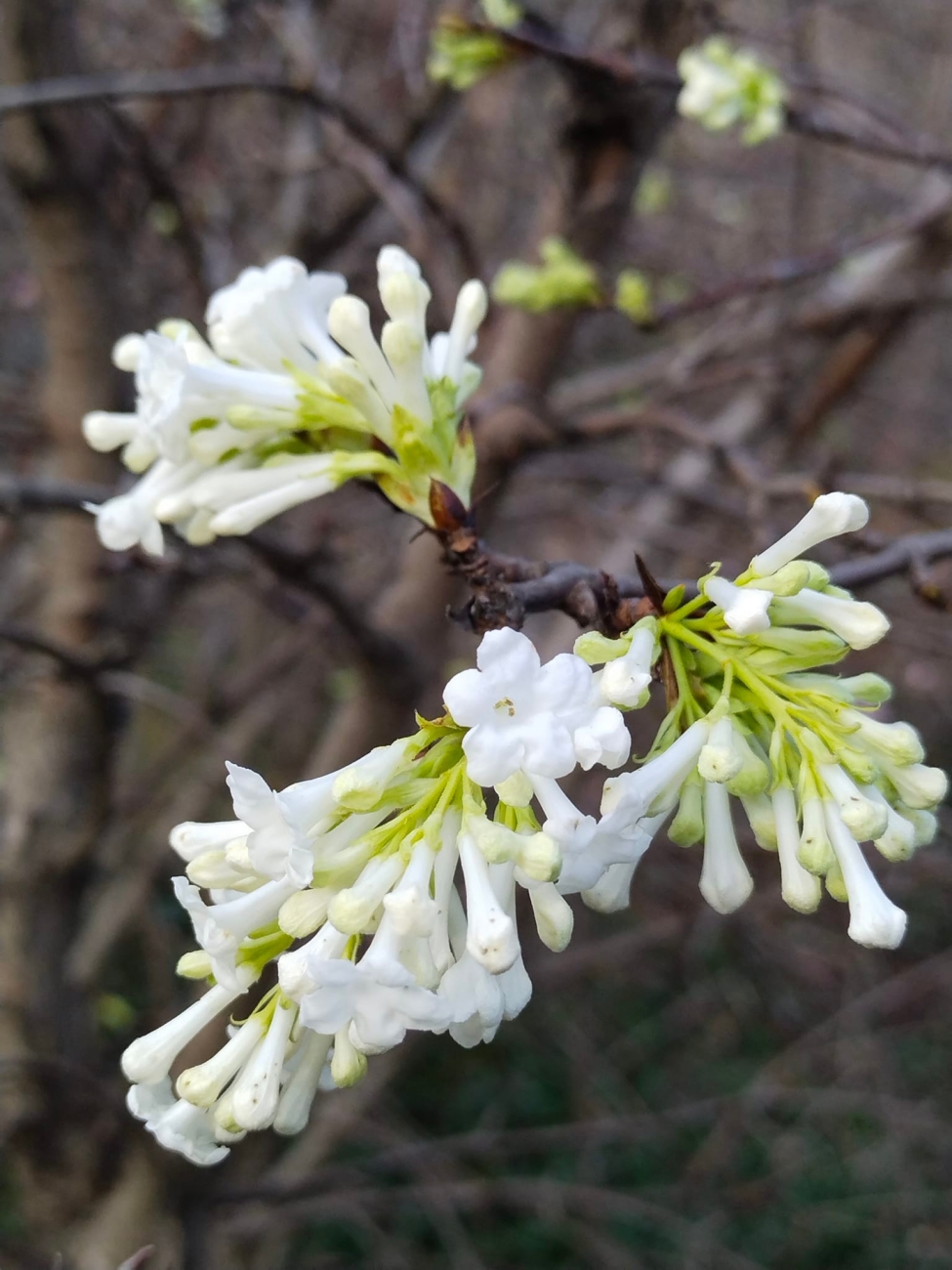 Весняне диво посеред зими. В Одеському ботсаду зацвіла калина: фото
