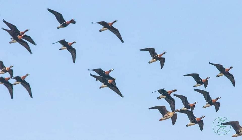 Тузлівські лимани та природа Міжрічинського. Як цікаво провести час у нацпарках взимку