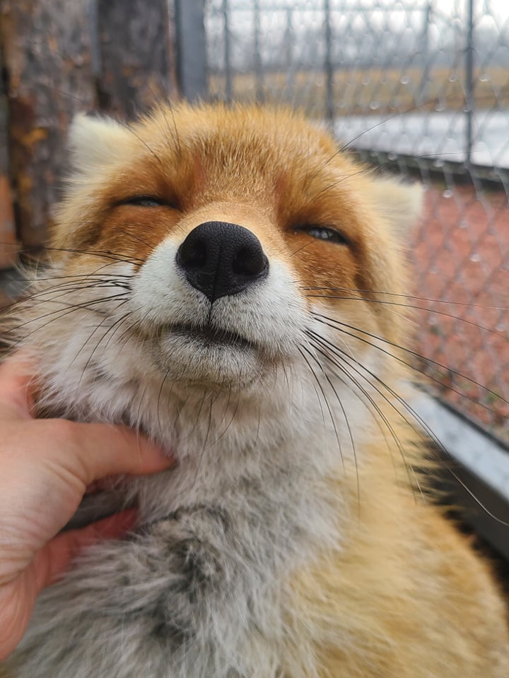 От взрывов содрогалась земля. Как переживают войну дикие животные в известном украинском парке природы