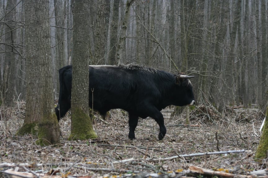 От взрывов содрогалась земля. Как переживают войну дикие животные в известном украинском парке природы