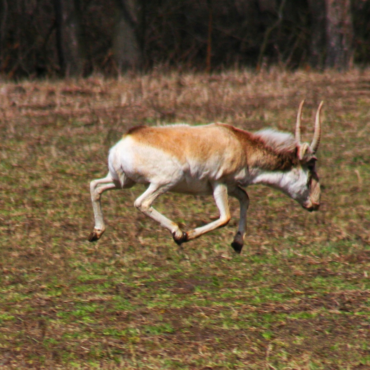 От взрывов содрогалась земля. Как переживают войну дикие животные в известном украинском парке природы