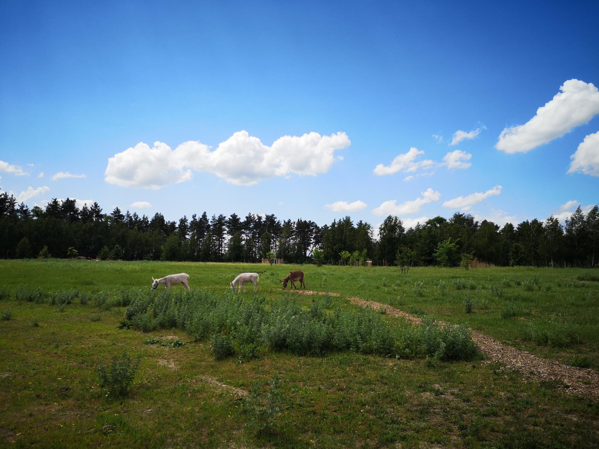 От взрывов содрогалась земля. Как переживают войну дикие животные в известном украинском парке природы