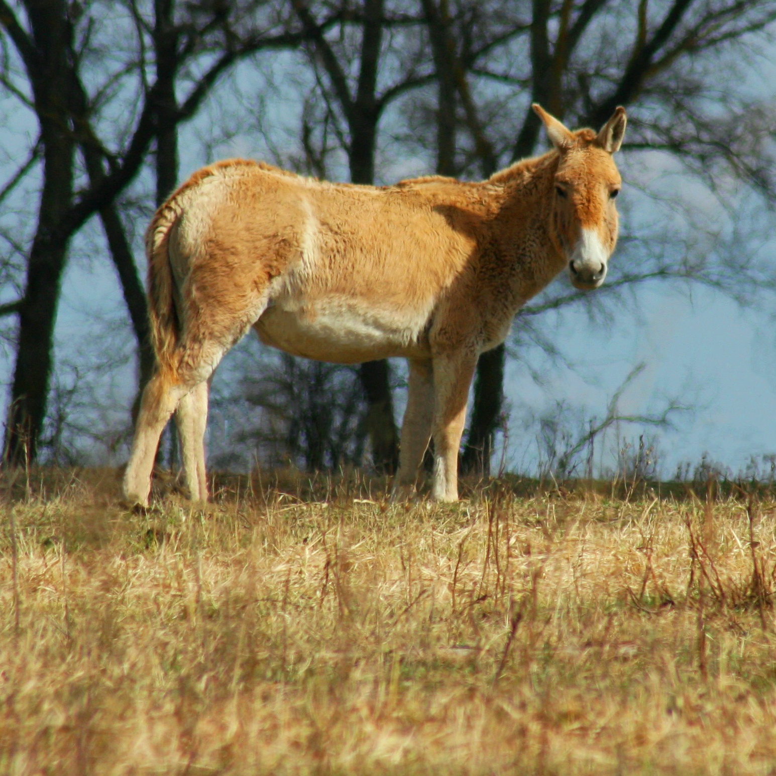 От взрывов содрогалась земля. Как переживают войну дикие животные в известном украинском парке природы