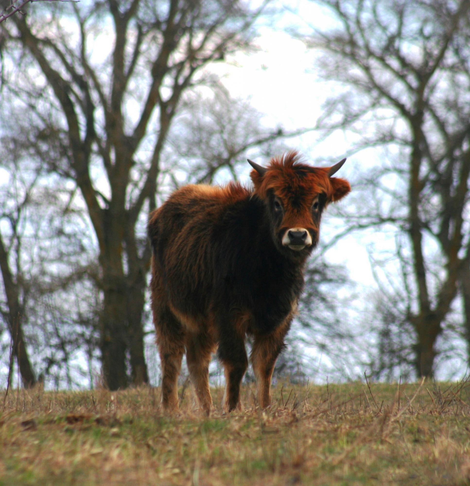 От взрывов содрогалась земля. Как переживают войну дикие животные в известном украинском парке природы