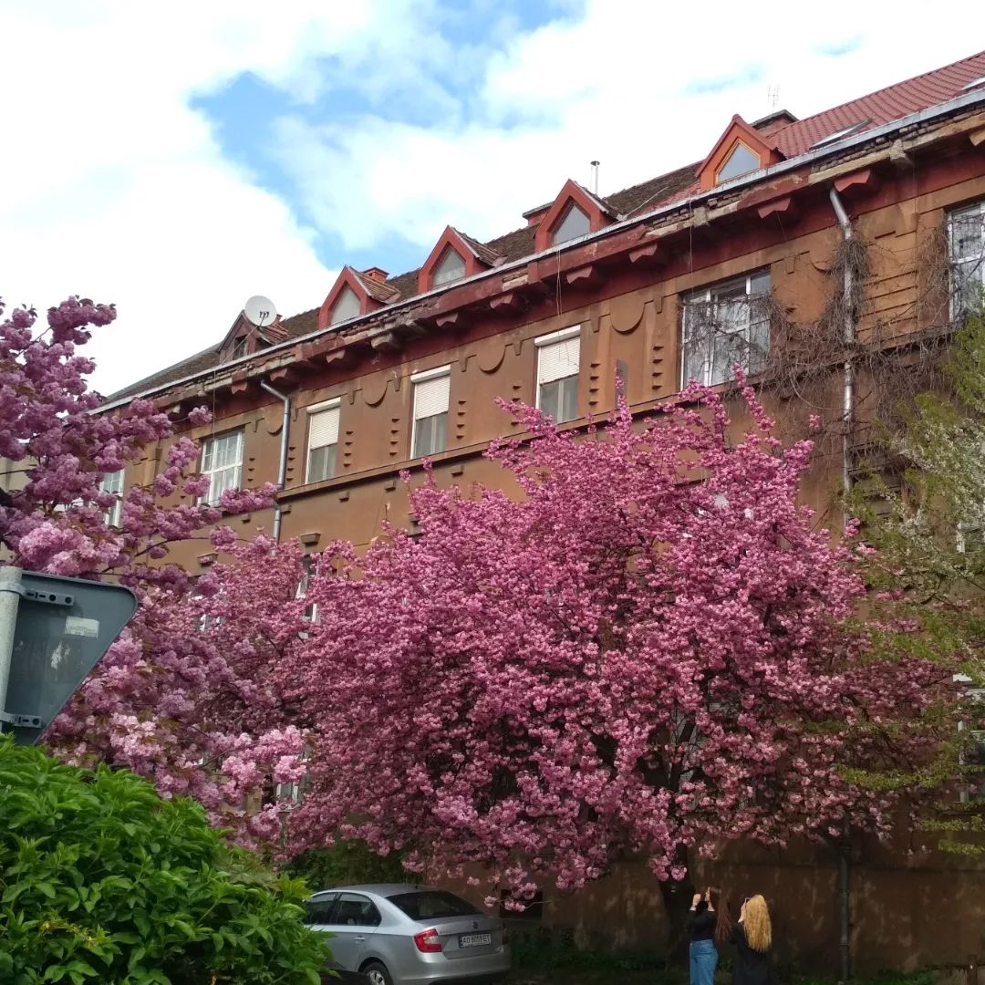 Терапія рожевими сакурами. В Ужгороді розцвіли тисячі японських вишень