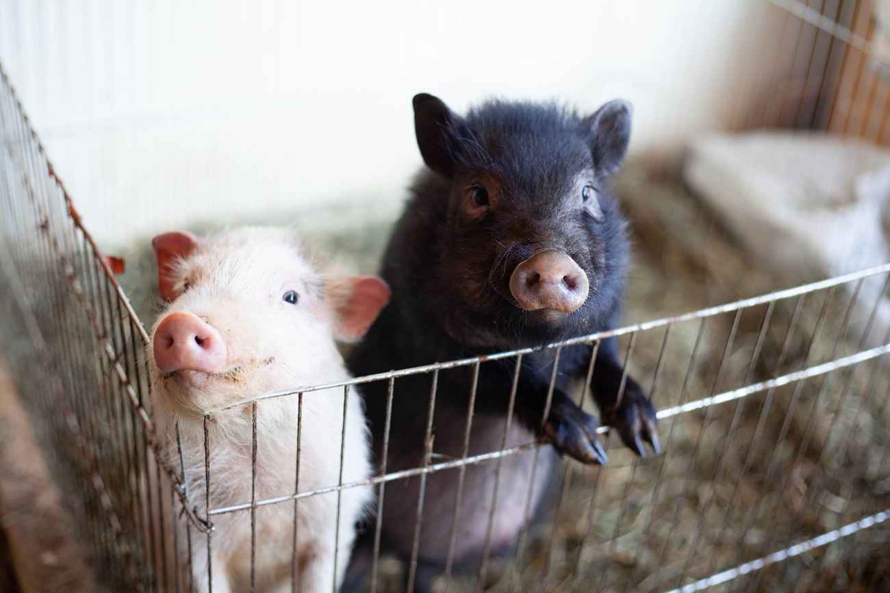 &quot;Одному коню потрібно 18 кг корму на добу&quot;. Як рятують тварин у Києві під час війни