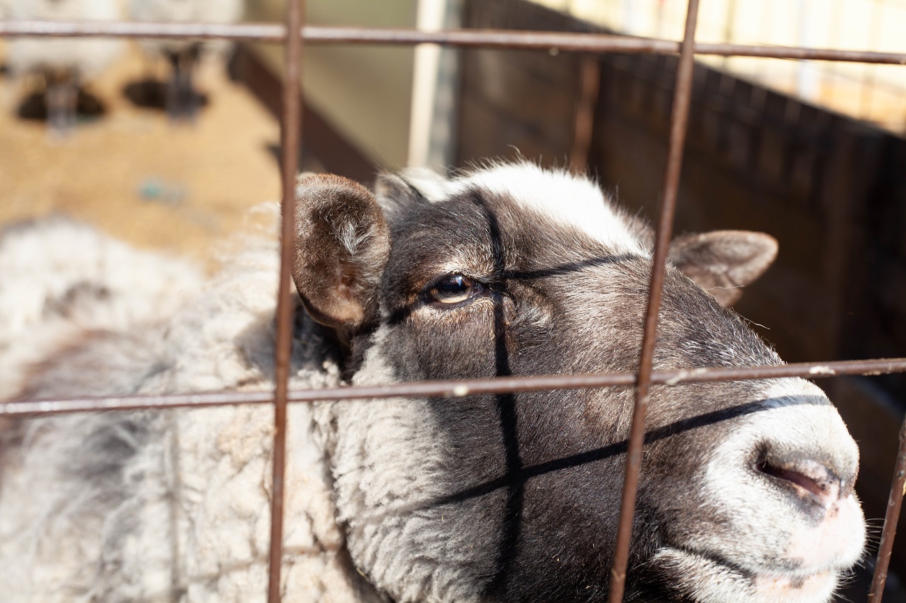 &quot;Одному коню потрібно 18 кг корму на добу&quot;. Як рятують тварин у Києві під час війни