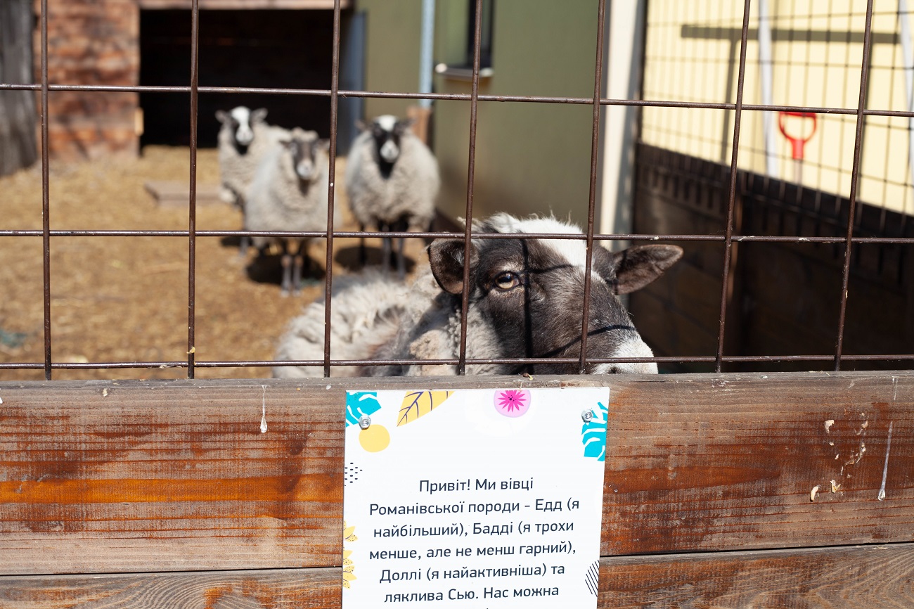 &quot;Одному коню потрібно 18 кг корму на добу&quot;. Як рятують тварин у Києві під час війни