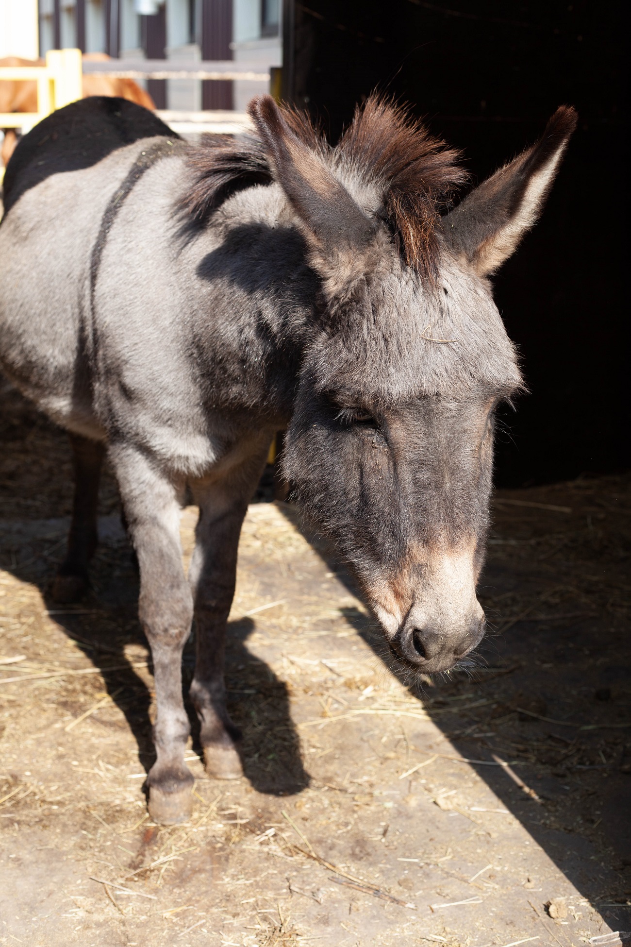 &quot;Одному коню потрібно 18 кг корму на добу&quot;. Як рятують тварин у Києві під час війни