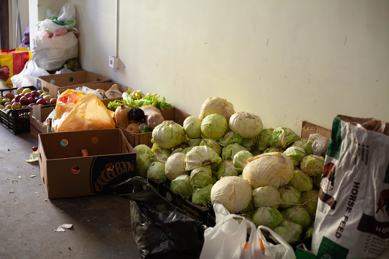 &quot;Одному коню потрібно 18 кг корму на добу&quot;. Як рятують тварин у Києві під час війни