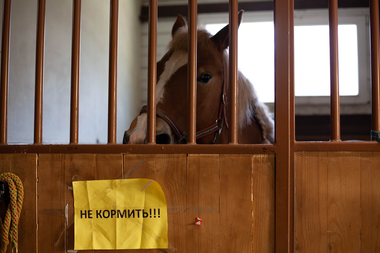 &quot;Одному коню потрібно 18 кг корму на добу&quot;. Як рятують тварин у Києві під час війни