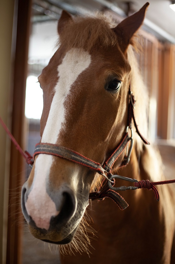 &quot;Одному коню потрібно 18 кг корму на добу&quot;. Як рятують тварин у Києві під час війни