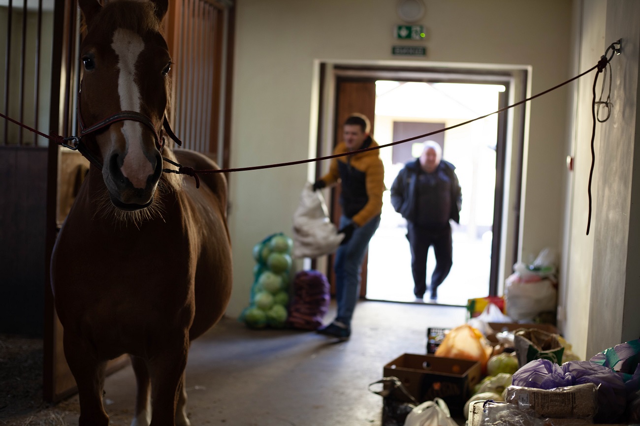 &quot;Одному коню потрібно 18 кг корму на добу&quot;. Як рятують тварин у Києві під час війни