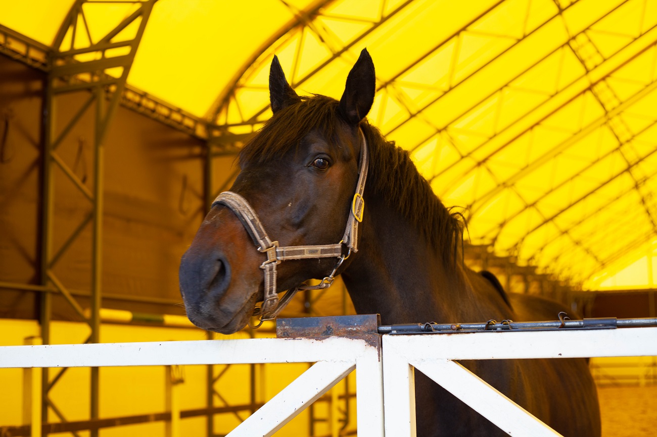 &quot;Одному коню потрібно 18 кг корму на добу&quot;. Як рятують тварин у Києві під час війни