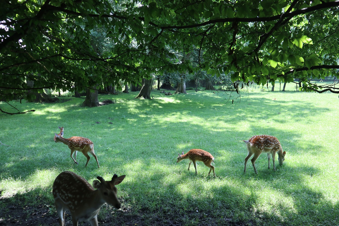 Під владою природи. Вражаючий маршрут по забутих палацах та костелах західної України