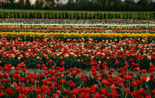 Где сейчас можно увидеть море тюльпанов в Украине: 5 уникальных локаций
