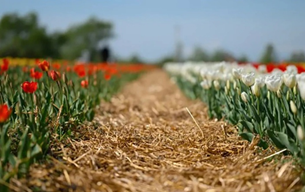 Где сейчас можно увидеть море тюльпанов в Украине: 5 уникальных локаций