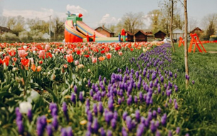 Где сейчас можно увидеть море тюльпанов в Украине: 5 уникальных локаций