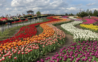 Где сейчас можно увидеть море тюльпанов в Украине: 5 уникальных локаций