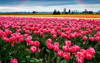 Где сейчас можно увидеть море тюльпанов в Украине: 5 уникальных локаций