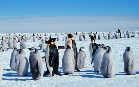 Tour to Antarctica - How Ukrainians can visit edge of Earth in 2025