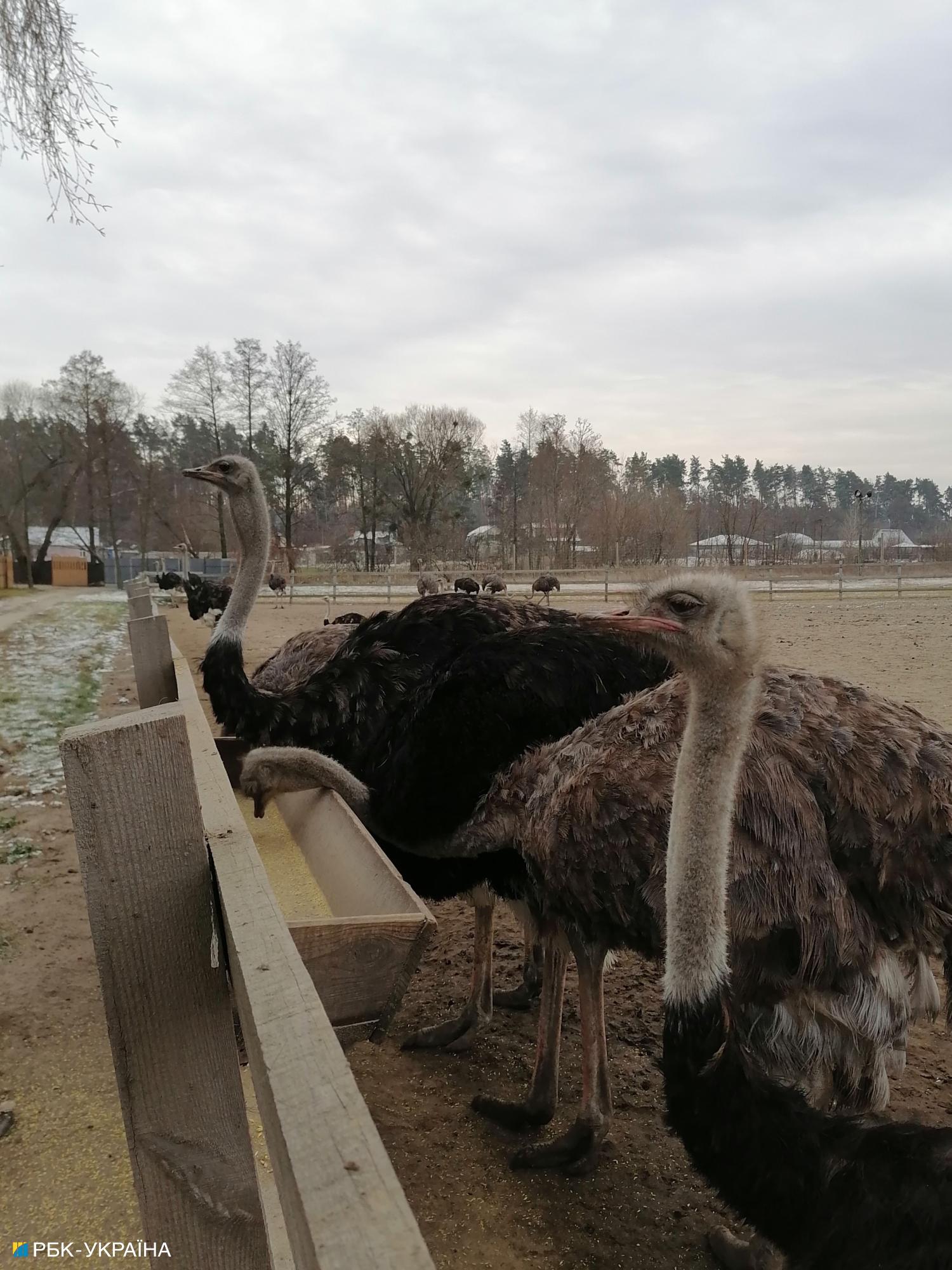 Долина страусів, льодяне озеро та локальні продукти. Ідеальний маршрут Київщиною для зимових вихідних